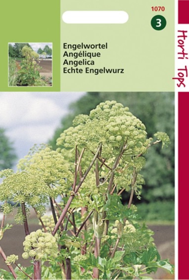 Engelwortel  (Angelica archangelica) 100 zaden